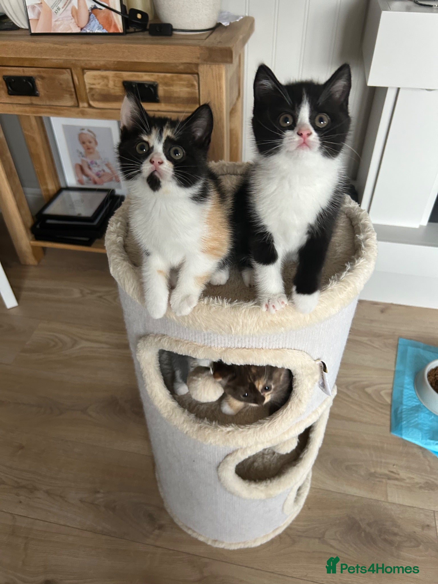 British Shorthair cats 💥READY NOW 💥Cute BSH Kittens  - Advert 1