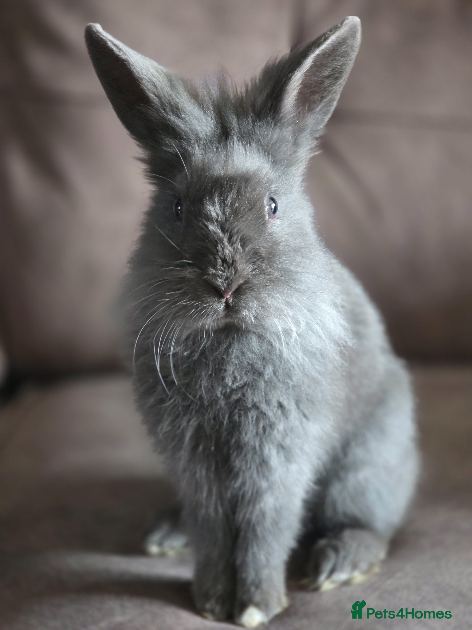 Lionhead rabbits Lion head Buck smokey Grey Blue bomb proof - Advert 21