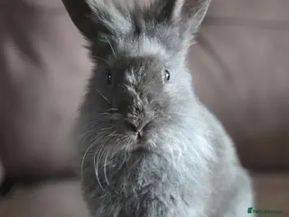 Lionhead rabbits Lion head Buck smokey Grey Blue bomb proof - Advert 21