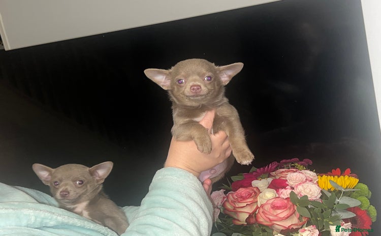 Chihuahua dogs - Advert 4