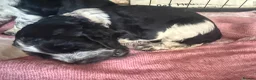 Cocker Spaniel dogs for sale: Beautiful blue roan cocker spaniel show puppies  - Advert 14