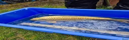 Koi Carp fish for sale: Pond closure - Advert 12