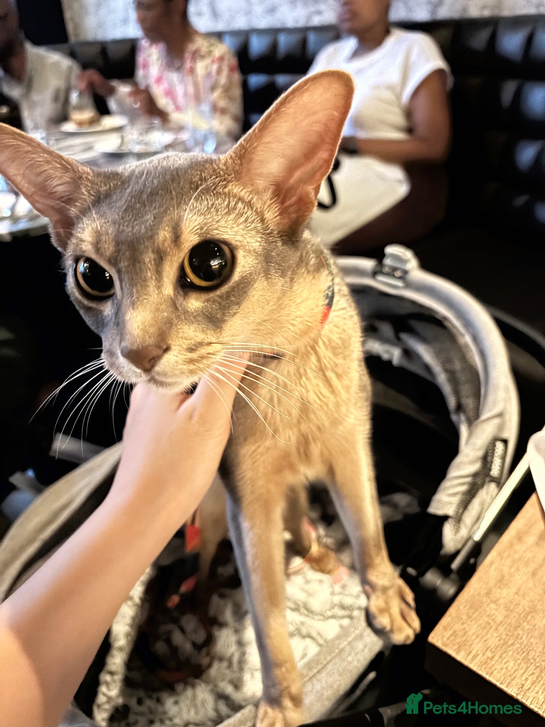 Abyssinian cats for sale: Male Abyssinian Cat Looking for a Loving New Home - Image 2