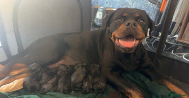 Mixed Breed dogs - Advert 7