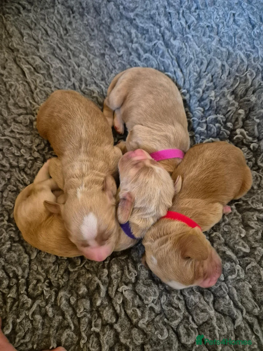 Cocker Spaniel dogs for sale: Working Cockers Spaniel Puppies  - Advert 1