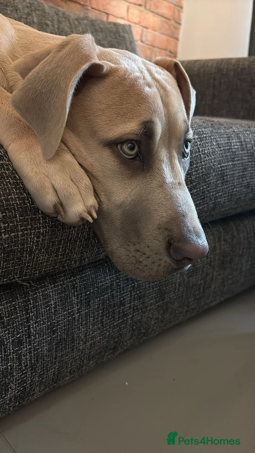 Mixed Breed dogs for sale: Great Dane x English Mastiff - Advert 3