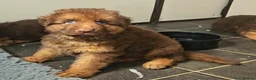 German Shepherd dogs for sale: Liver German Shepherd puppies  - Advert 3