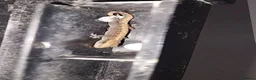 Gecko reptiles for sale: Mourning gecko hatchlings - Advert 25