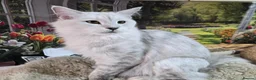 Maine Coon cats for sale: Silver shaded princess  - Advert 5