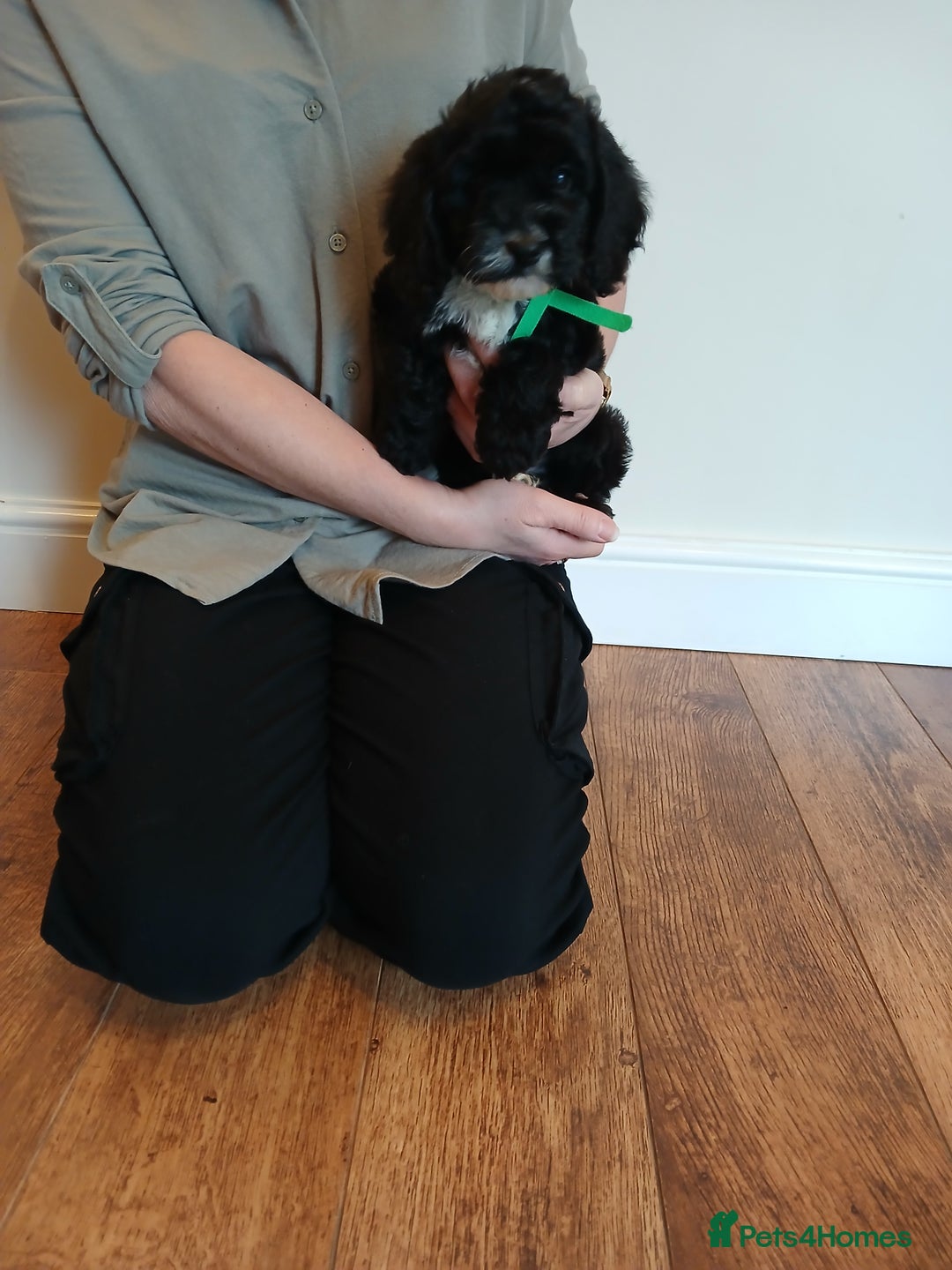 Cockapoo dogs for sale: Cockapoo puppies  - Advert 10