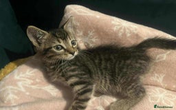 Mixed Breed cats for sale: Tabby Kitten - Image 2