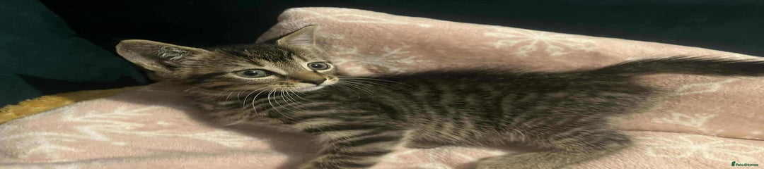 Mixed Breed Kitten 1