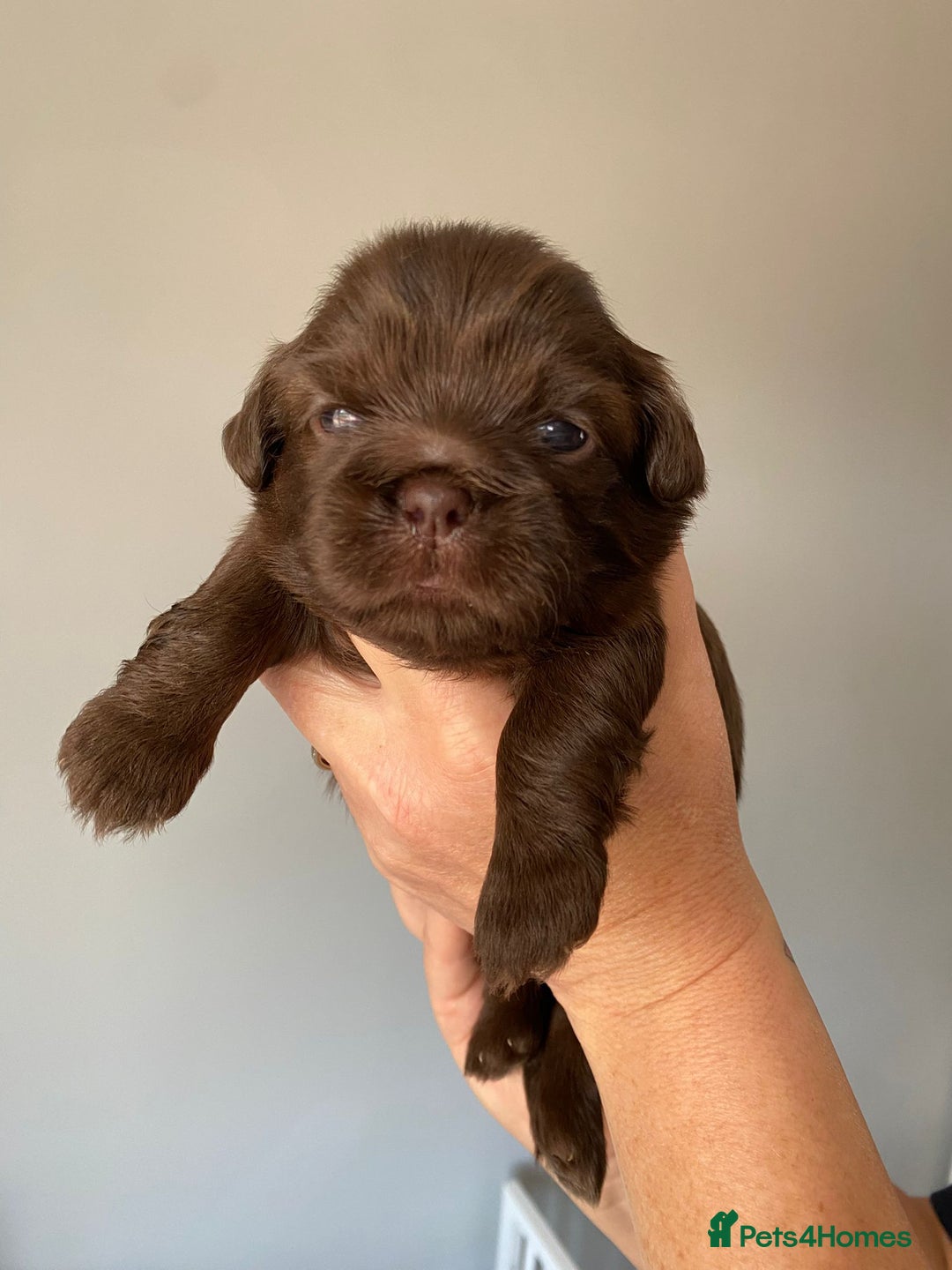 Shih Tzu dogs for sale: 5 Beautiful Shih Tzu for sale - Image 9
