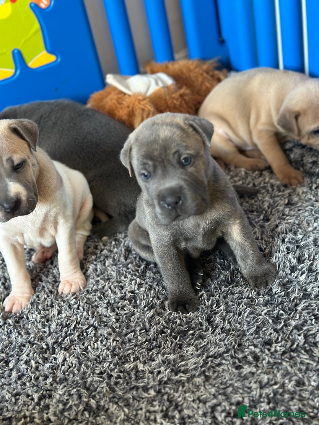 Mixed Breed dogs for sale: Ready to leave!! Staffy X Shar Pei puppies puppy - Image 16