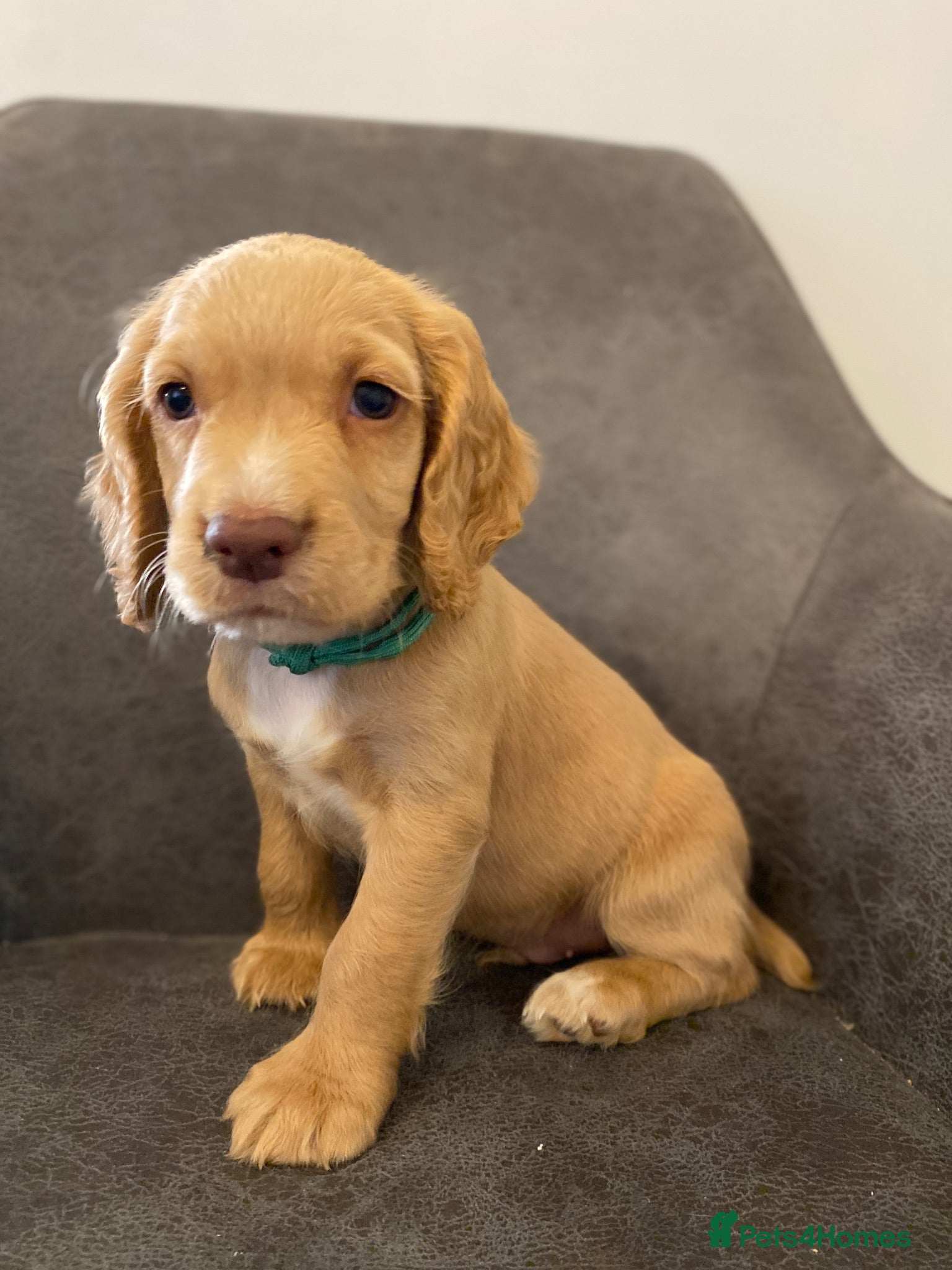 Cocker Spaniel dogs Beautiful KC Working Cocker Spaniel Puppies. - Advert 1