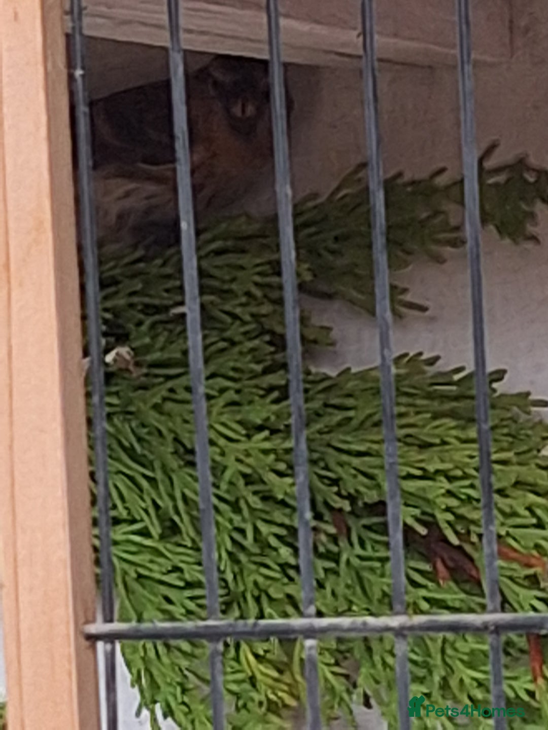 Canaries birds for sale: Birds for sale - Advert 4