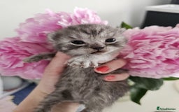 British Shorthair cats for sale: ♥️ GCCF British Shorthair Kittens ♥️ - Image 5