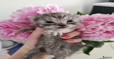 British Shorthair cats - Advert 8