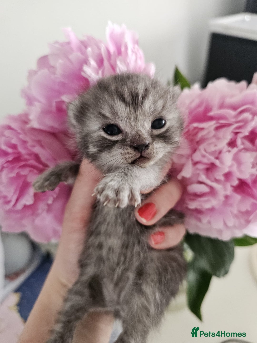 British Shorthair cats for sale: ♥️ GCCF British Shorthair Kittens ♥️ - Image 5
