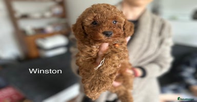 Cockapoo dogs - Advert 8