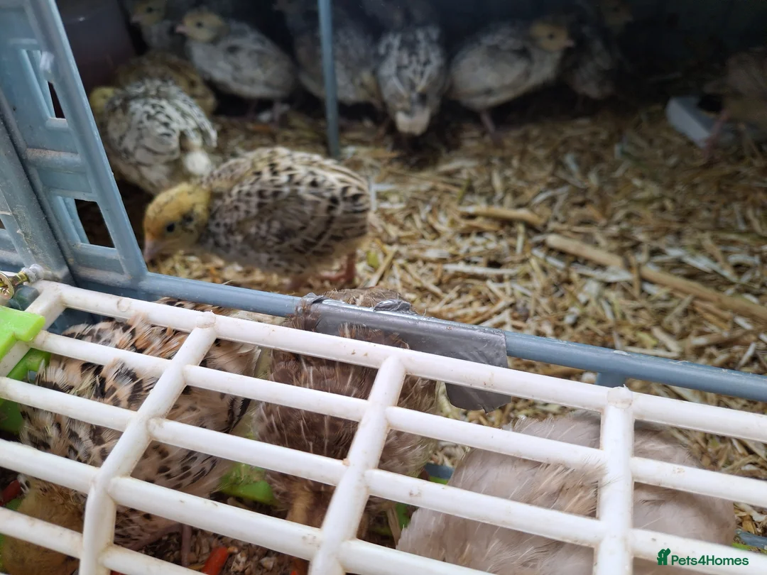 Quail poultry for sale: Snowflake - Advert 7