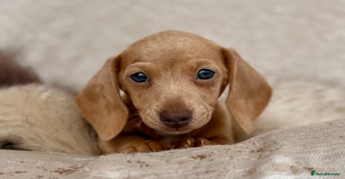 Miniature Dachshund dogs - Advert 11