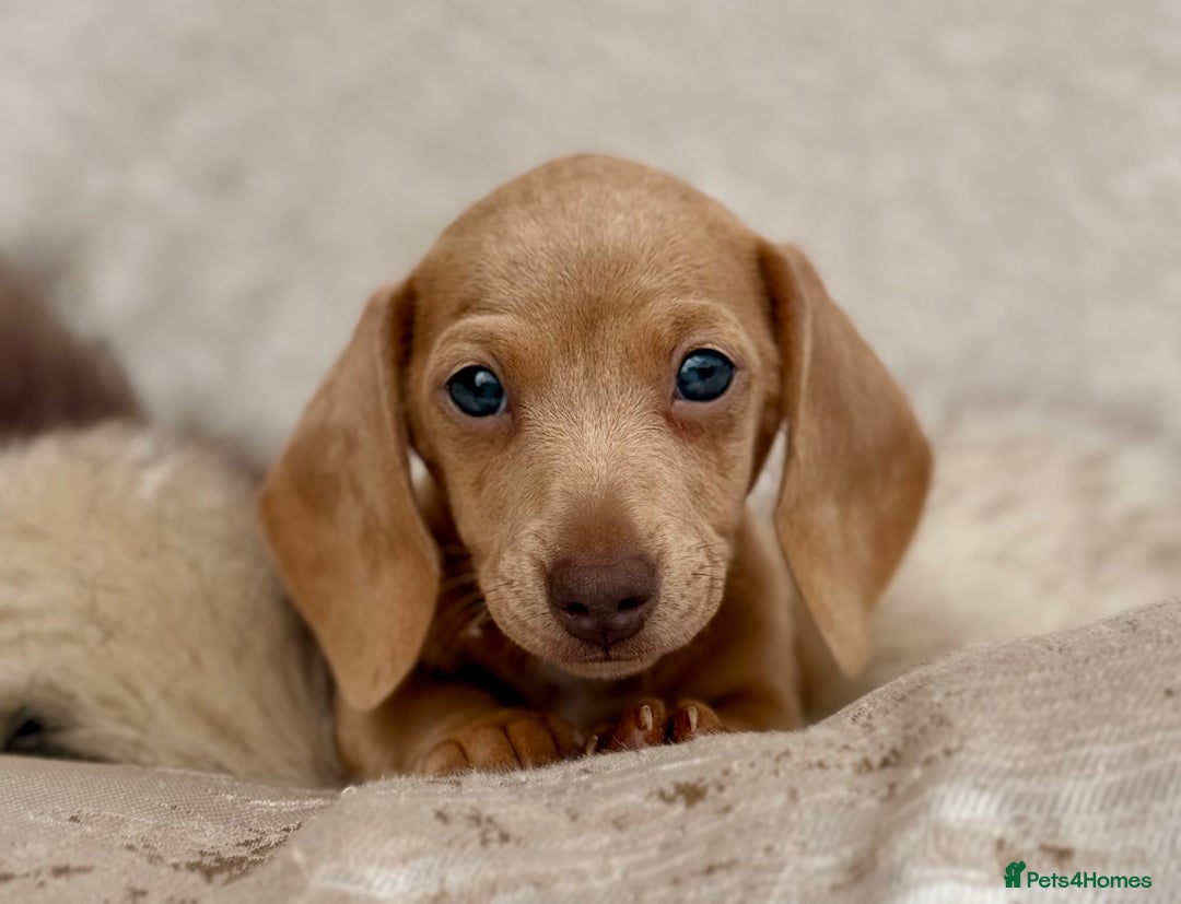 Miniature Dachshund dogs for sale: READY TO LEAVE Rainbow KC Reg Miniature Dachshunds - Image 8