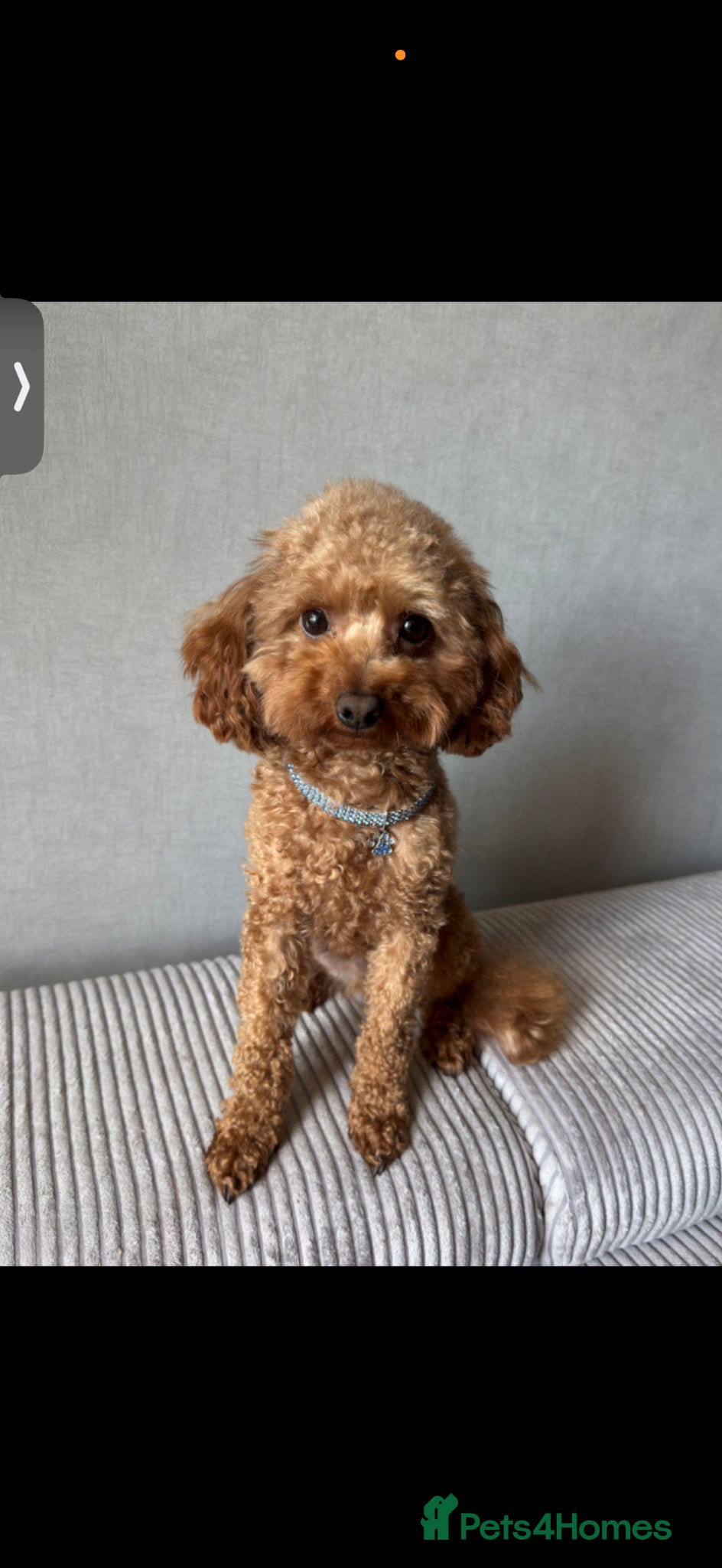 Toy Poodle dogs Vinnie 💥 - Advert 14