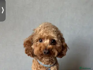 Toy Poodle dogs Vinnie 💥 - Advert 5
