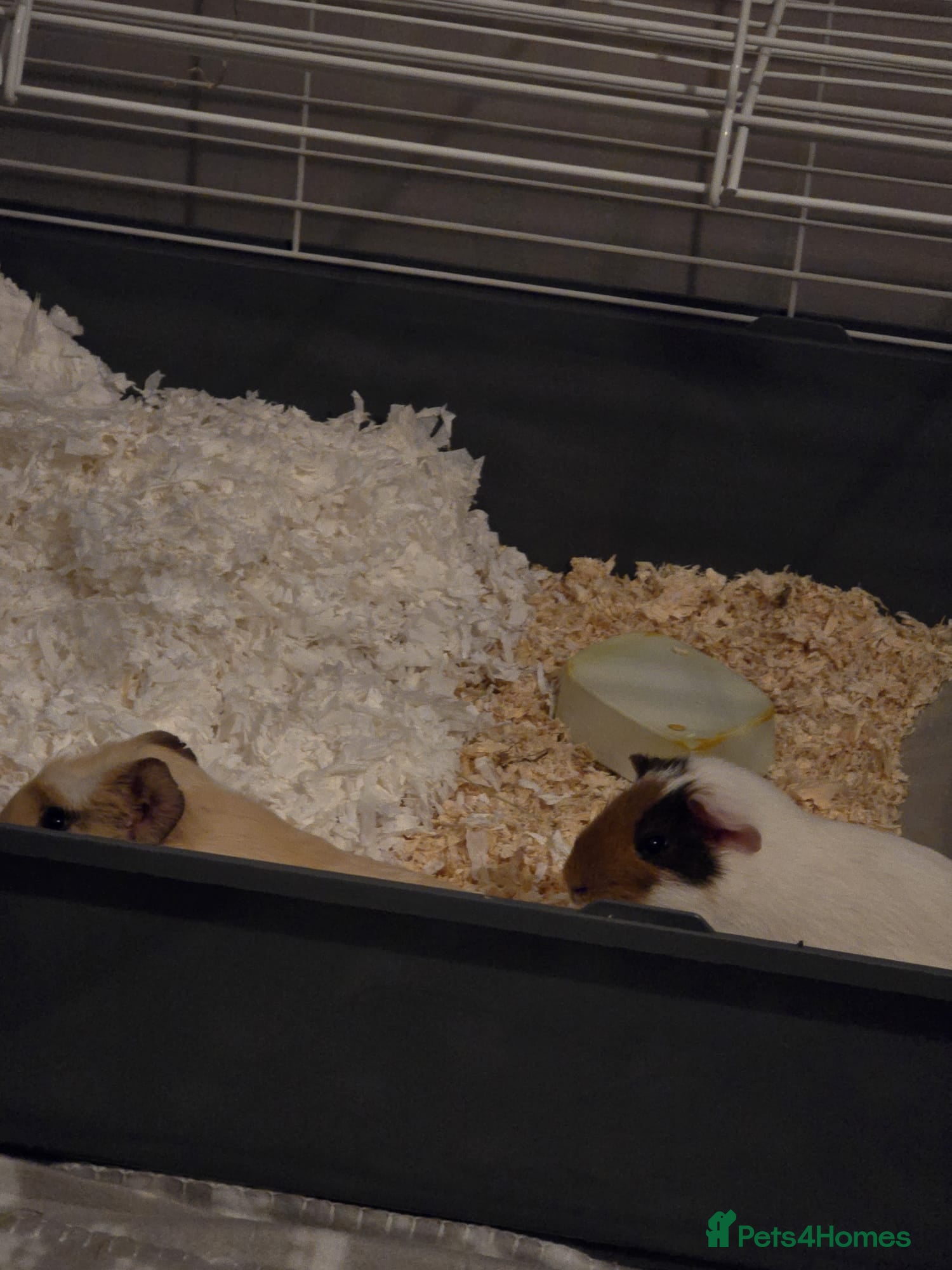 Guinea Pig rodents X2 male guinea pigs - Advert 4