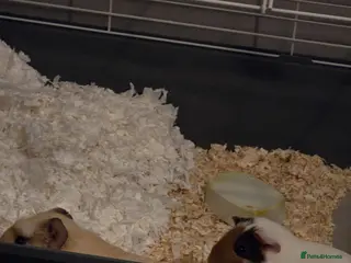 Guinea Pig rodents X2 male guinea pigs - Advert 4