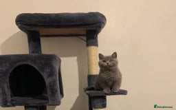 British Shorthair cats for sale: STUNNING BRITISH SHORTHAIR KITTENS  - Image 2