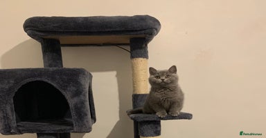 British Shorthair cats - Advert 16
