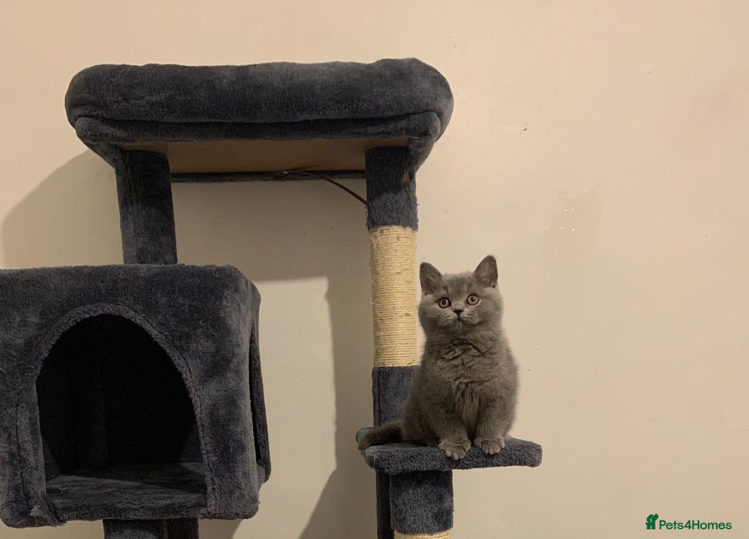 British Shorthair cats for sale: STUNNING BRITISH SHORTHAIR KITTENS  - Image 2
