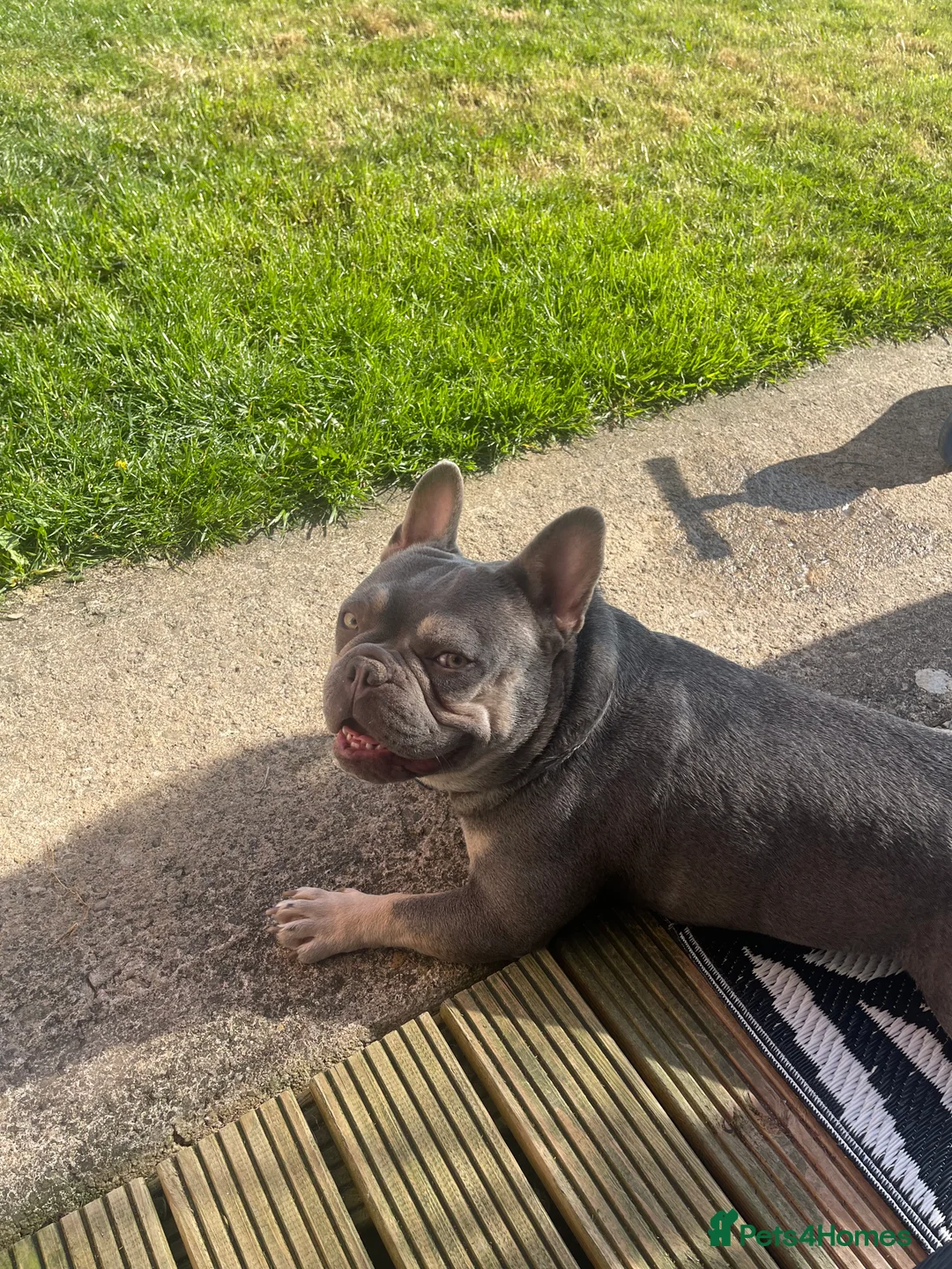 French Bulldog dogs for sale: Home for Hugo - Advert 2