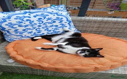 Mixed Breed cats for sale: Two indoor females seeking loving home together  - Image 19