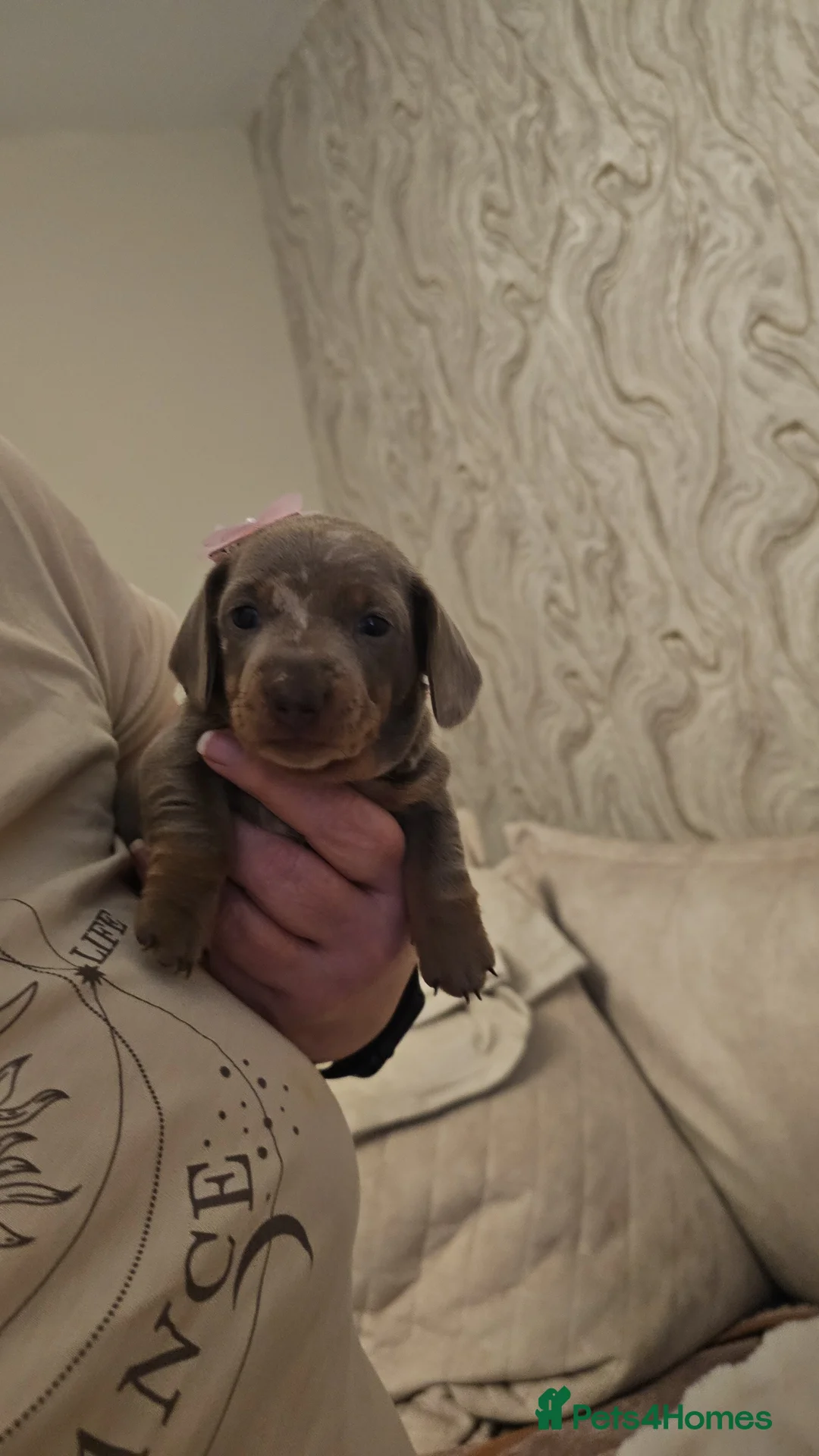 Miniature Dachshund dogs for sale: Miss b - Advert 2