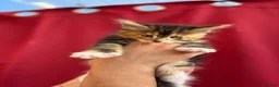Maine Coon cats for sale: Maine Coon kittens 1 girl & 4 boys 😊 - Advert 9