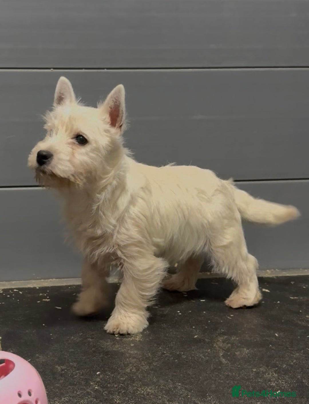 West Highland Terrier dogs for sale: West Highland Terrier pups Dad show bloodlines - Advert 9