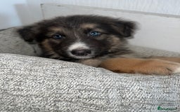 German Shepherd dogs for sale: Ready now 🥰 GSD puppies health tested parents - Image 9