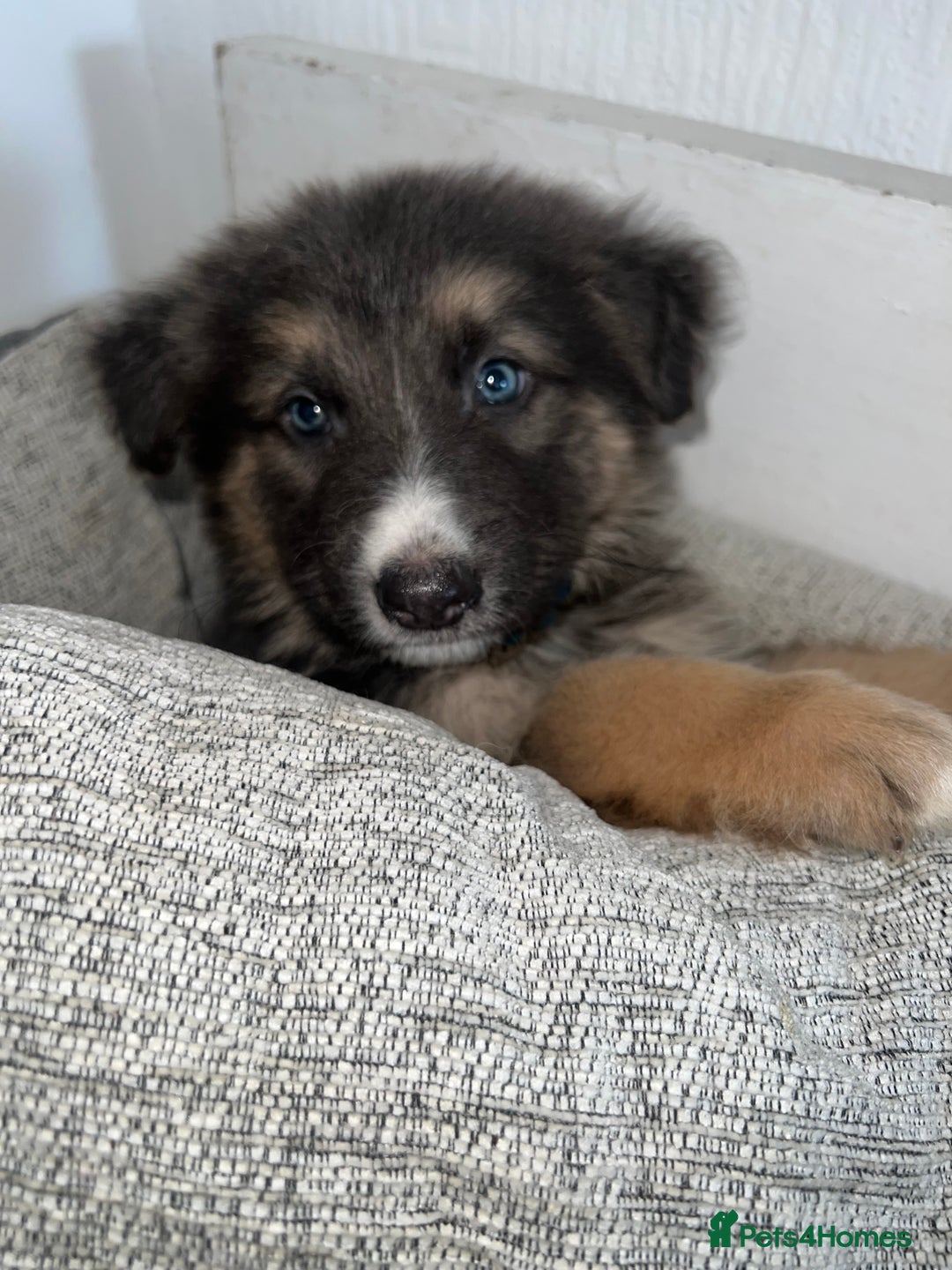 German Shepherd dogs for sale: Ready now 🥰 GSD puppies health tested parents - Image 9