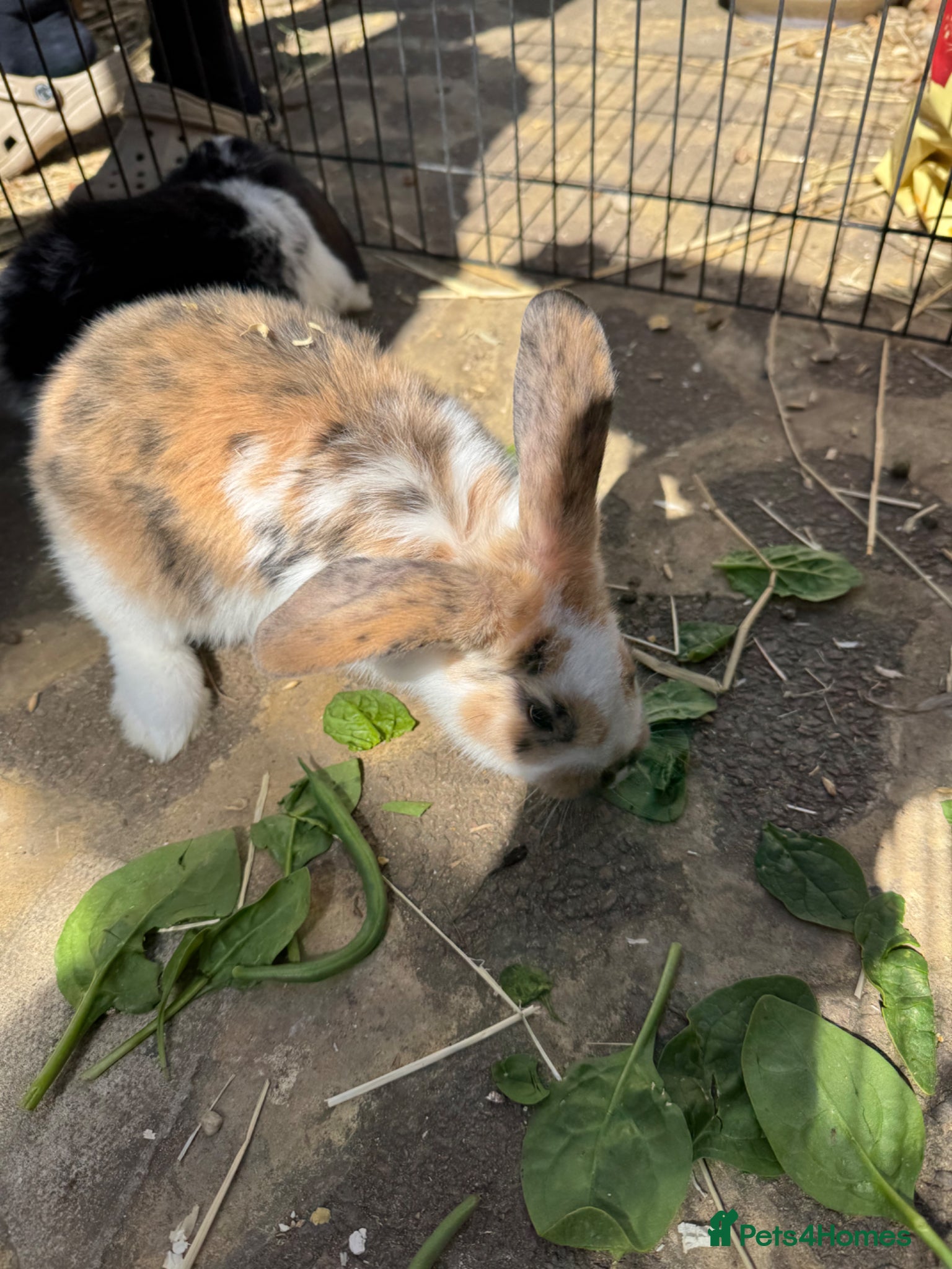 Mixed Breed rabbits Baby Rabbits - Advert 2