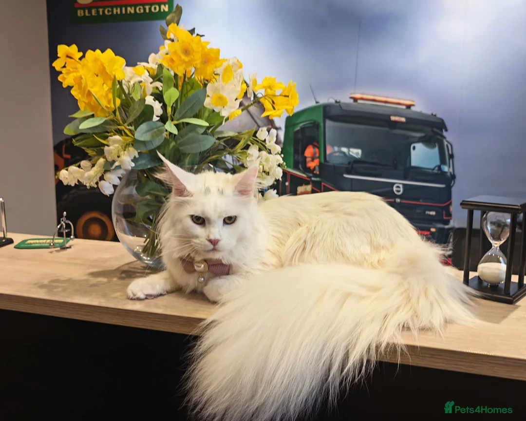 Maine Coon cats for sale: Exceptional Russian Line Maine coons - Advert 2
