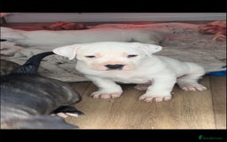 Mastiff dogs for sale: Mastiff bandog female for sale - Image 6
