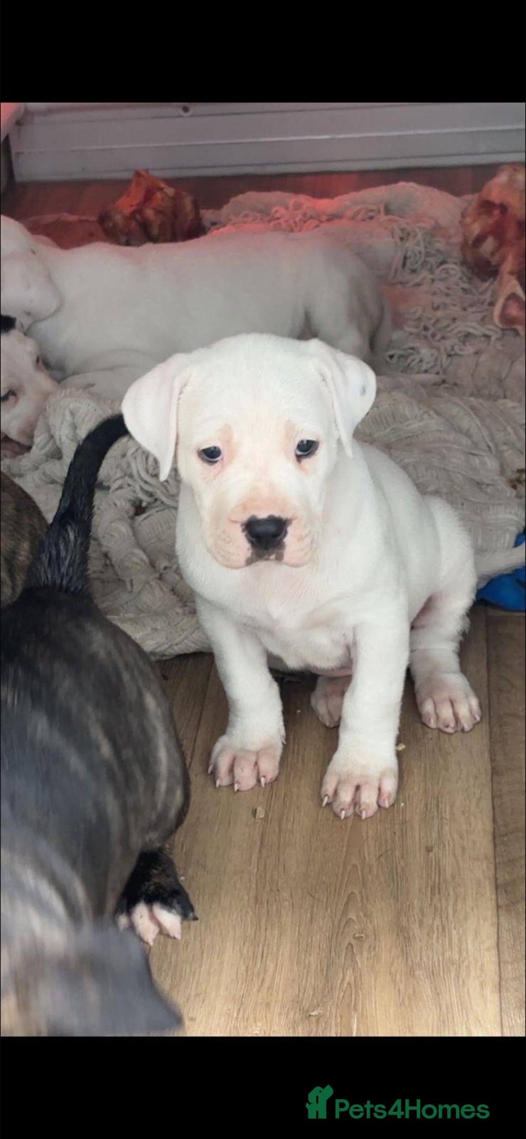 Mastiff dogs for sale: Mastiff bandog female for sale - Image 6