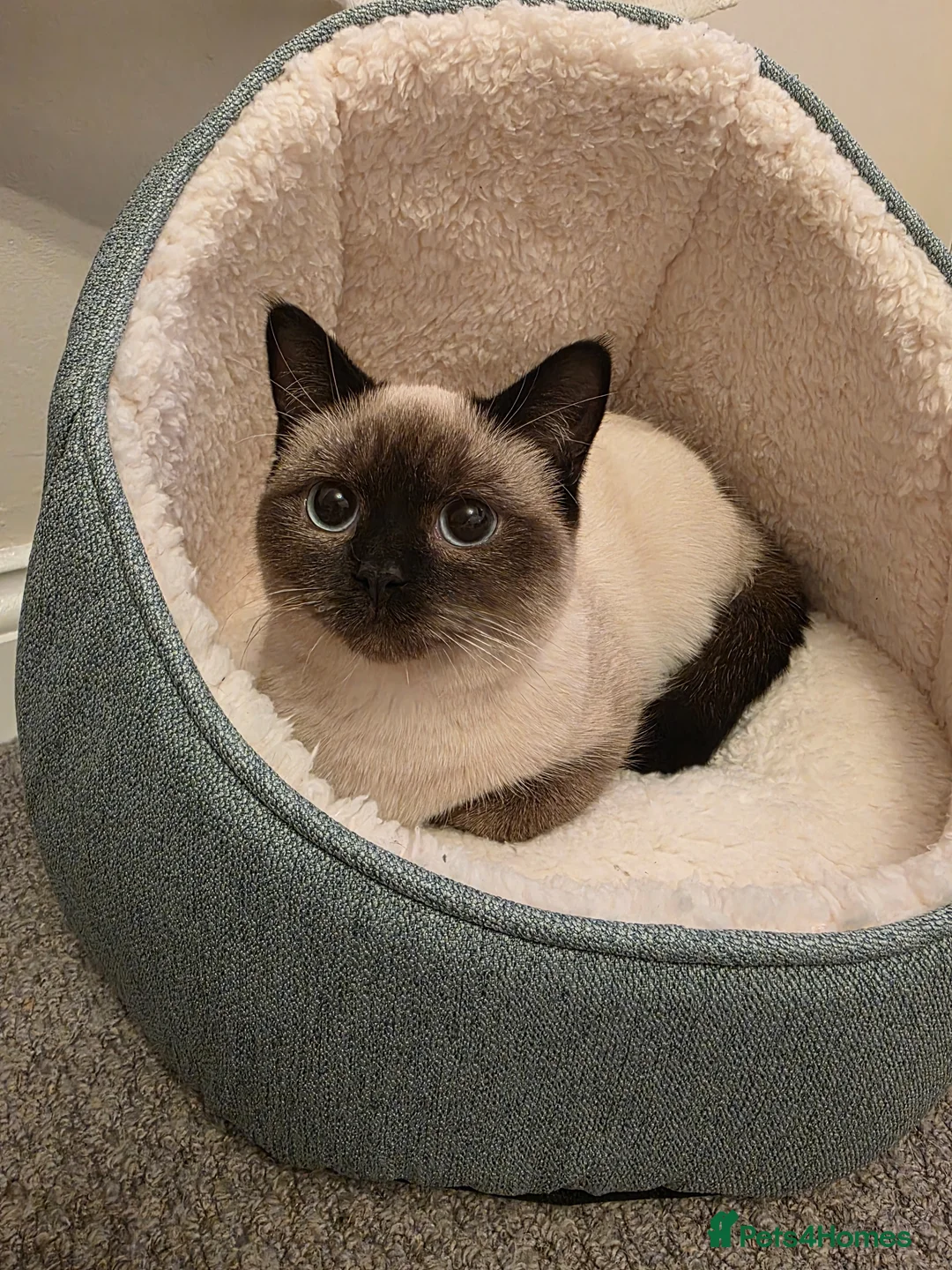 Ragdoll cats for sale: Ragdoll  in Leyland - Advert 1