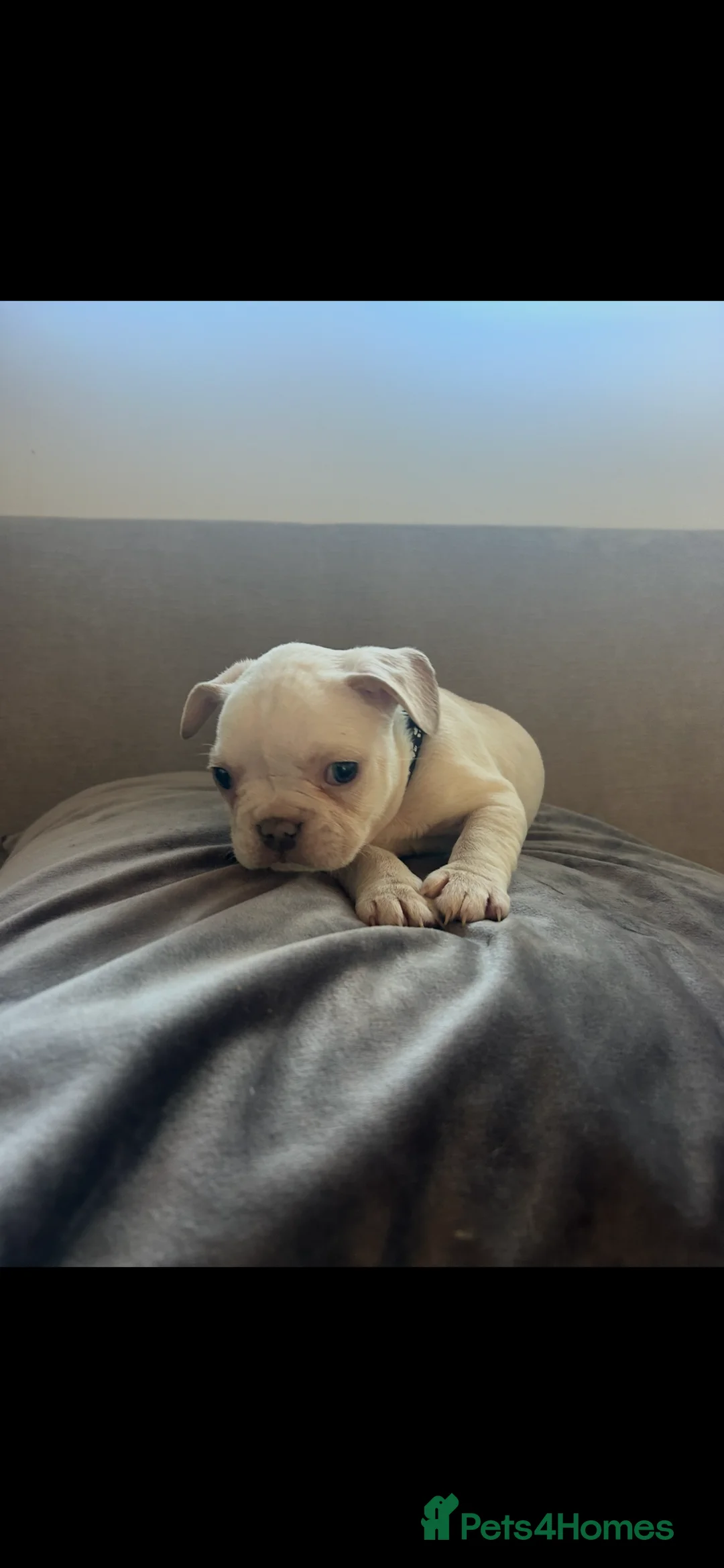French Bulldog dogs for sale: 9 top quality fluffy carrying french bulldogs  - Advert 1