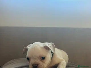 French Bulldog dogs 9 top quality fluffy carrying french bulldogs - Advert 18