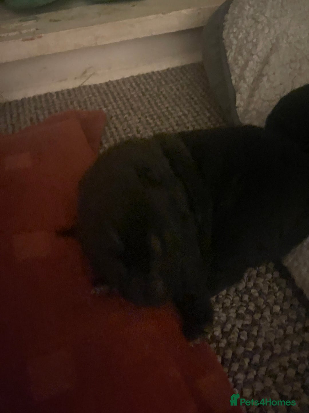 Shar Pei dogs for sale: Shar pei - Advert 9