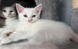 Turkish Angora cats for sale: Turkish Angora last 2 males left  - Image 1